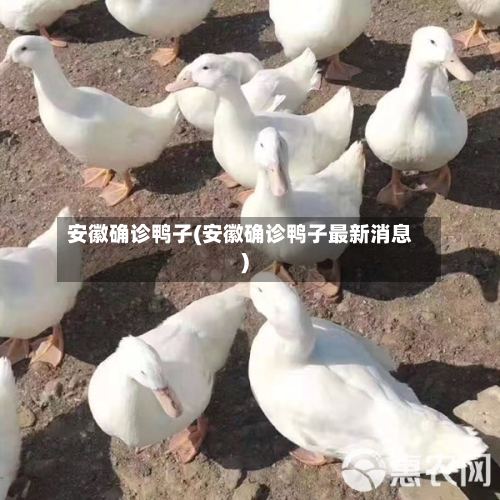 安徽确诊鸭子(安徽确诊鸭子最新消息)-第2张图片