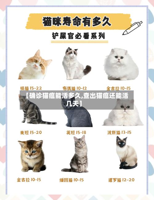 【确诊猫瘟能活多久,查出猫瘟还能活几天】