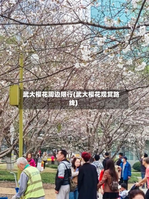 武大樱花周边限行(武大樱花观赏路线)-第2张图片