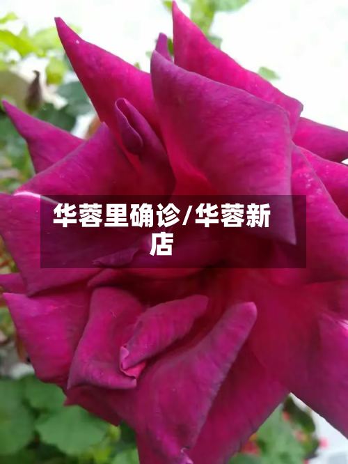 华蓉里确诊/华蓉新店
