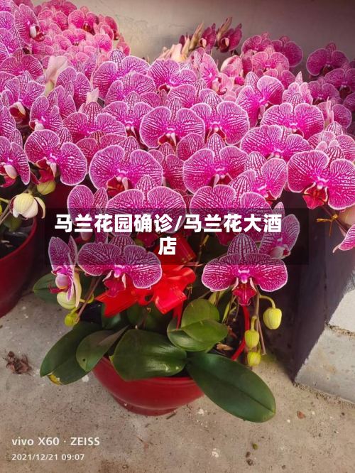 马兰花园确诊/马兰花大酒店